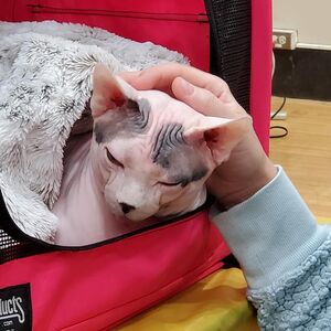 Sphynx cat in carrier