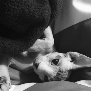 Sphynx cat black and white photo