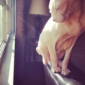 Sphynx cat by window