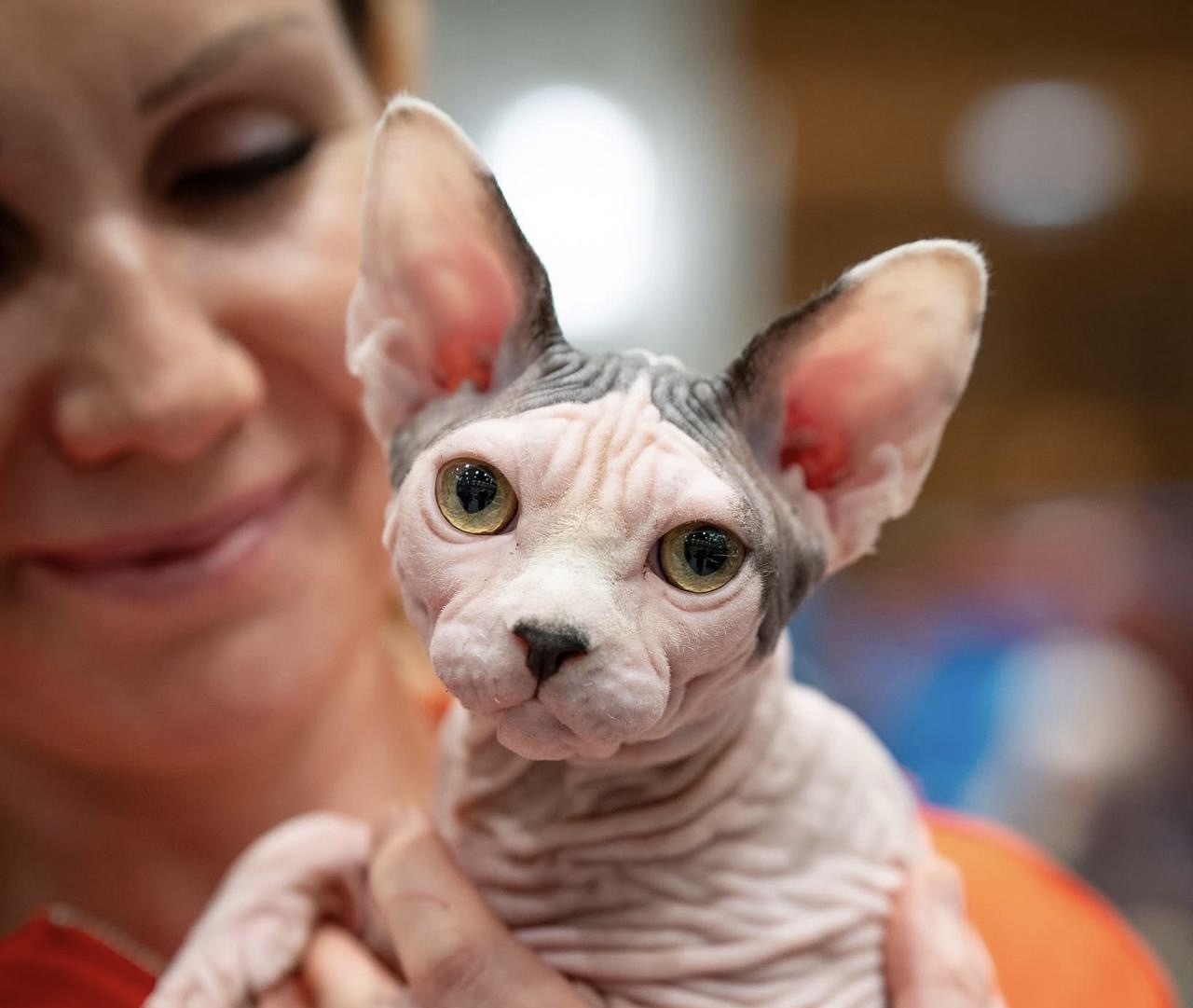 Marina with sphynx kitten