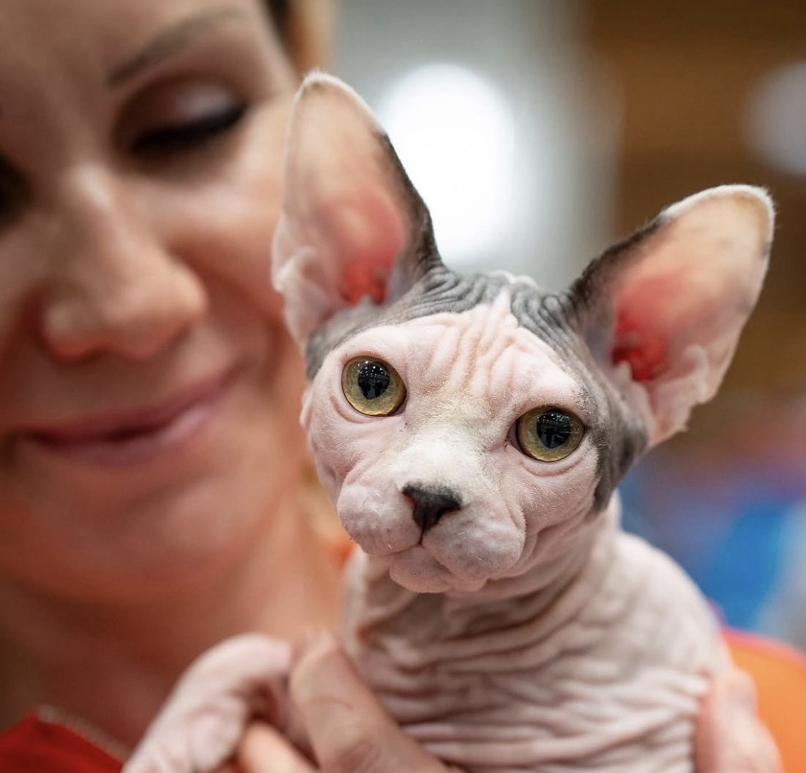 Marina with sphynx cat