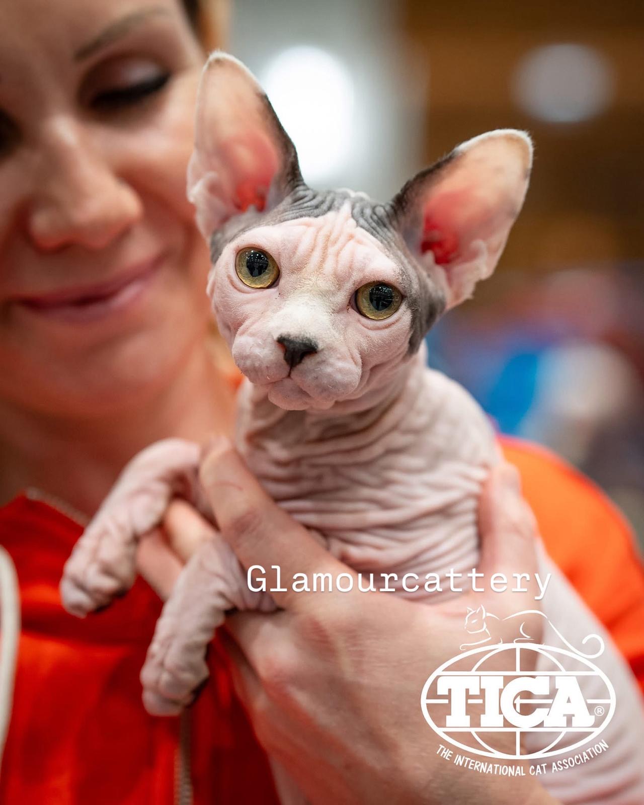 Marina, a holistic pet health coach, with a kitten