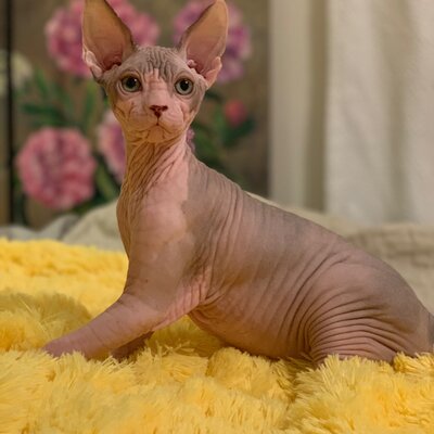 Sphynx cat