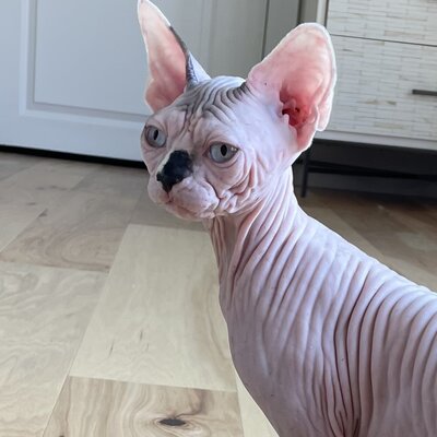 Sphynx cat wrapped in a blanket in a foggy San Francisco home