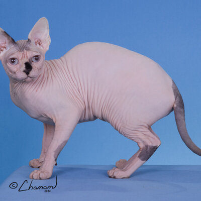 Relaxed sphynx cat in a sunny San Diego home