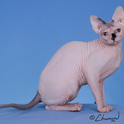 Sphynx cat wrapped in a sweater during a Chicago winter