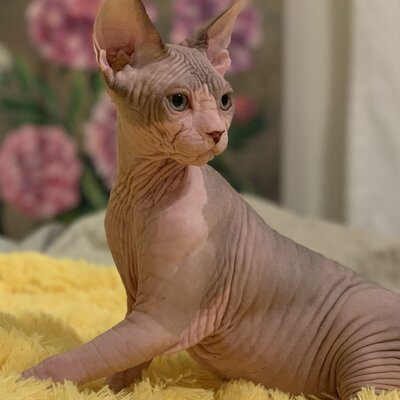 Sphynx cat