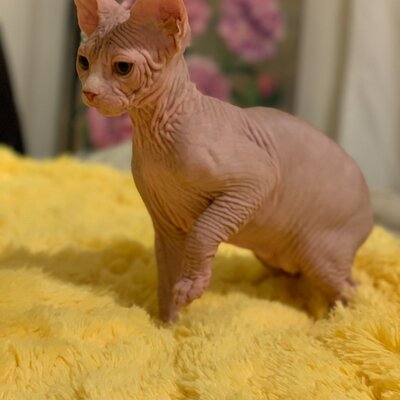 Sphynx cat being cared for