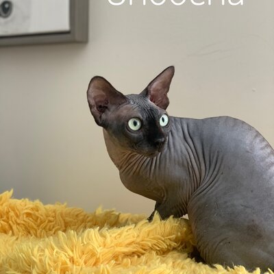 Senior sphynx cat