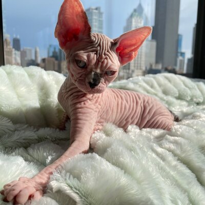 Sphynx cat in a Los Angeles apartment